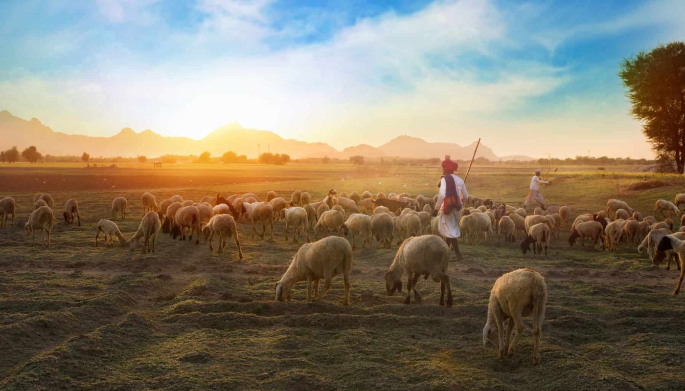người chăn chiên